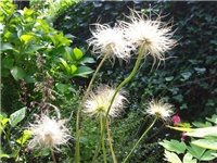 02c3834a-3. Pulsatilla vulgaris - sjemenke.jpg